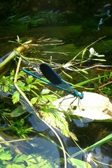 Calopteryx xanthostoma