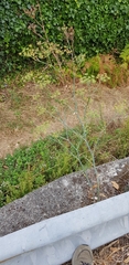 Foeniculum vulgare
