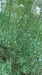 Cytisus scoparius