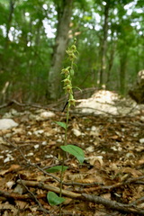 Epipactis persica