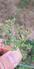 Foeniculum vulgare