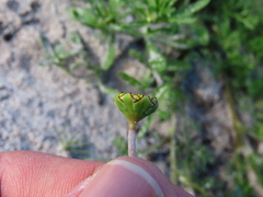 Cotula duckittiae