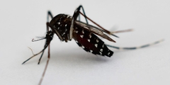 Aedes albopictus
