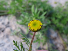Cotula duckittiae
