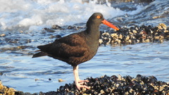 Haematopus bachmani