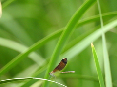 Calopteryx haemorrhoidalis
