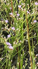 Limonium carolinianum