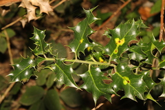 Ilex aquifolium