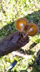 Lentinus berteroi
