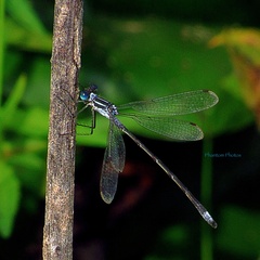Lestes disjunctus