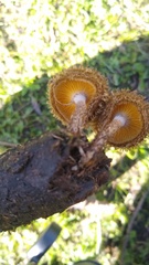 Lentinus berteroi