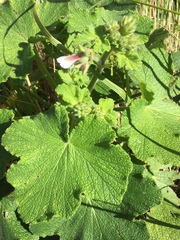 Pelargonium papilionaceum