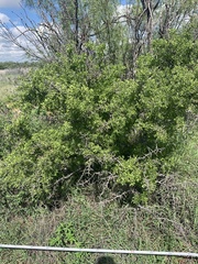 Condalia hookeri