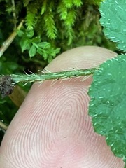 Mitella diphylla