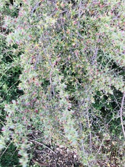 Cliffortia ruscifolia