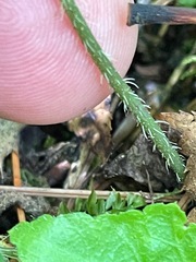 Mitella diphylla