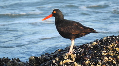 Haematopus bachmani