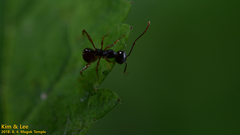 Camponotus nipponensis