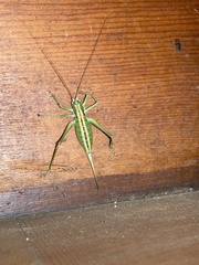 Tettigoniidae
