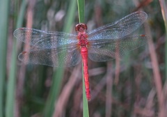 Sympetrum rubicundulum