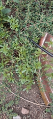 Portulaca oleracea