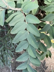 Hedysarum occidentale