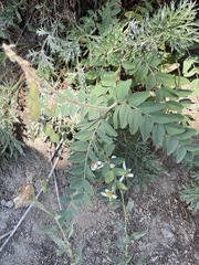 Hedysarum occidentale