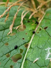 Tenthredo scrophulariae