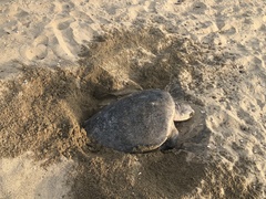 Lepidochelys olivacea