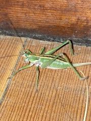 Tettigoniidae