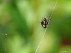 Argyrodes