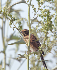 Emberiza schoeniclus