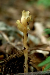 Monotropa hypopitys