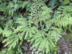 Adiantum pedatum