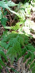 Asplenium adiantum-nigrum