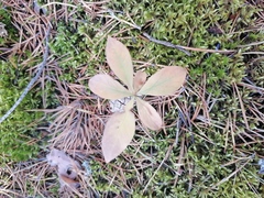 Lysimachia europaea