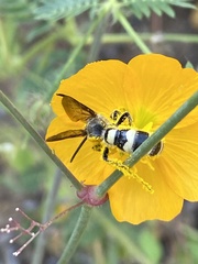 Campsomerinae