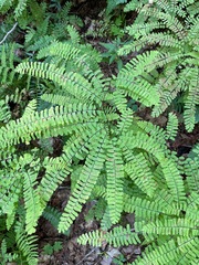 Adiantum pedatum