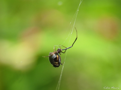 Argyrodes