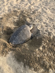 Lepidochelys olivacea