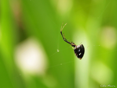 Argyrodes