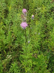 Cirsium muticum