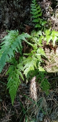 Asplenium adiantum-nigrum