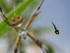 Argyrodes