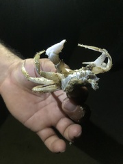 Ocypode occidentalis