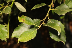 Salix caprea