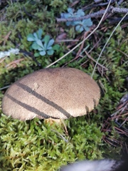 Suillus variegatus