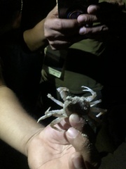 Ocypode occidentalis