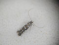 Dialectica imperialella