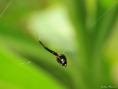 Argyrodes